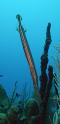 Trumpetfish by Lora Tucker 